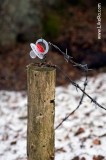pacifier and barbed wire
