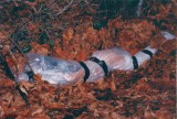 bound mummified in forest