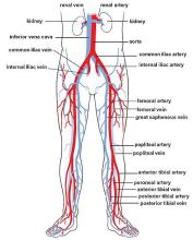  iliac_arteries_and_veins.jpg thumbnail