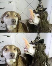  wtf-01-dogs.jpg thumbnail