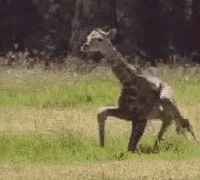 WobblyLegs.gif