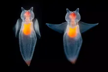  Sea Angel.webp